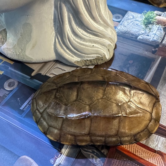 Brown Turtle Shell - Picture 2 of 9